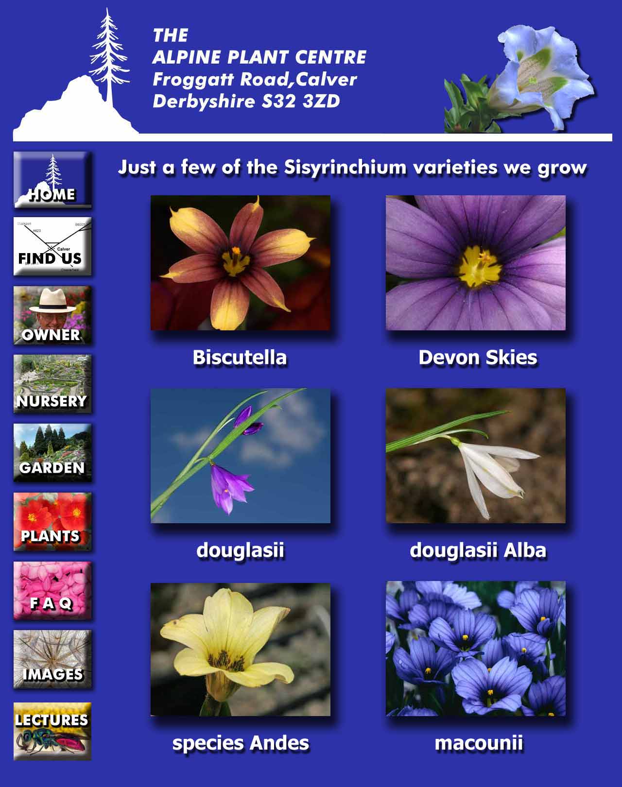 Sisyrinchium page